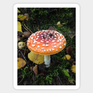 Fairy Fungus Toadstool Village - Foraging for Food? Be careful what you eat!! Sticker